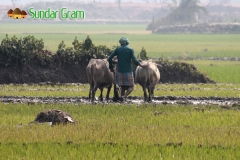 ploughing