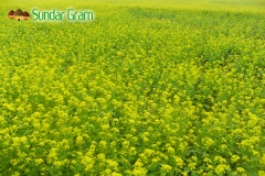 sundar-gram-field