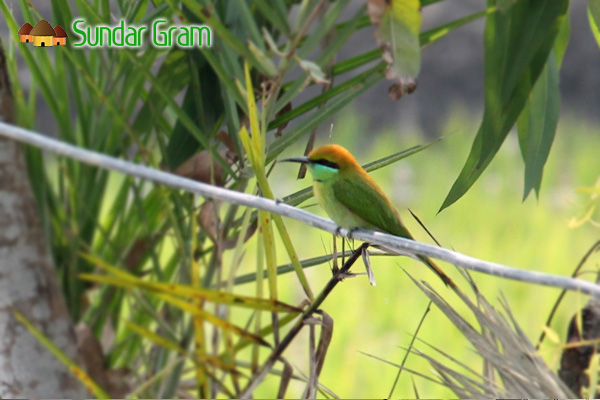 Birdwatching at Sundargram
